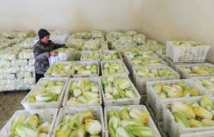 安装一个存放1000吨娃娃菜保鲜库大概要多少钱