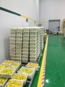 山东3000吨水果保鲜库安装造价预算多少？