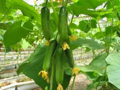 黑龙江2800平米蔬菜恒温保鲜库