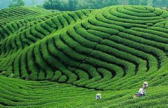 茶叶保鲜注意事项