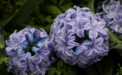 （鲜花）花卉保鲜冷库的市场需求