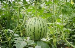 西瓜保鲜冷库贮藏方法