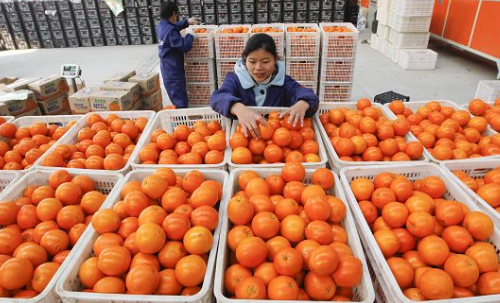 橙子水果保鲜冷库建设